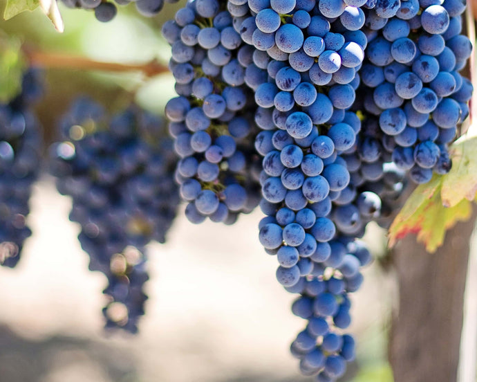 Going Organic: Tuscany’s Organic Chianti Red Wine